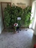 08-07-2022: Συνελήφθη 60χρονος σε περιοχή της Φλώρινας για καλλιέργεια δενδρυλλίων κάνναβης και κατοχή ναρκωτικών ουσιών 