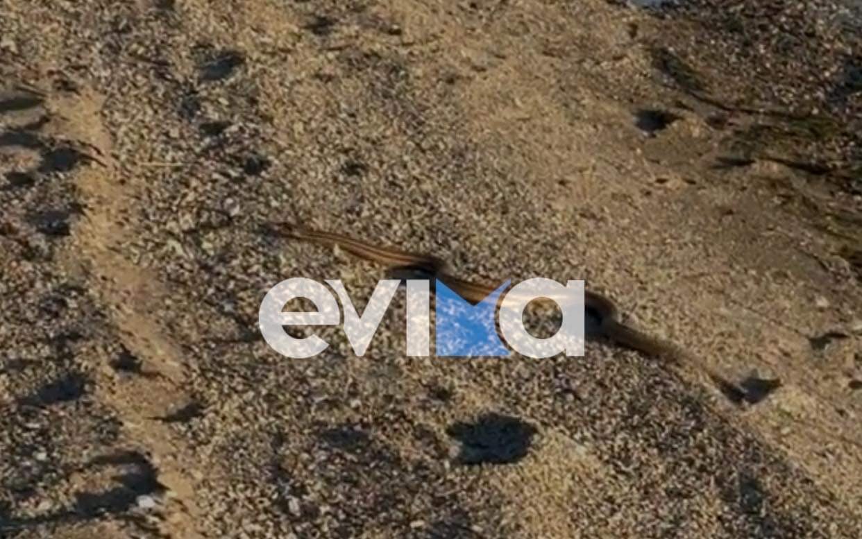 Εύβοια: Αντιδήμαρχος κολυμπούσε δίπλα σε φίδι στη θάλασσα – ΒΙΝΤΕΟ