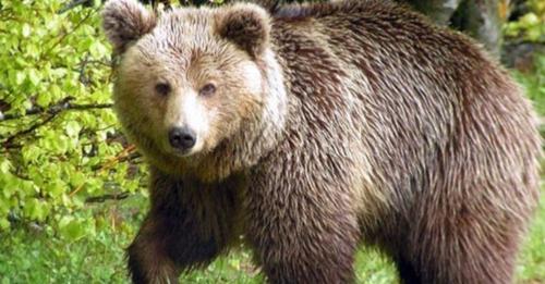 Eορδαία: Αναζητούν λύσεις στο πρόβλημα με τις επιδρομές Αρκούδας