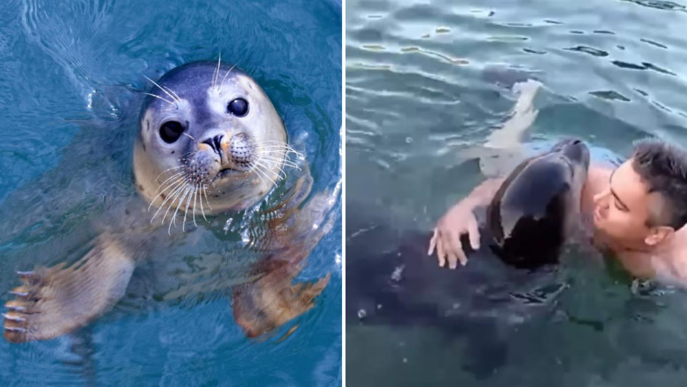 Αλόννησος: μωράκι φώκια «ερωτεύτηκε» κολυμβητή και δεν τον αφήνει από την αγκαλιά του!
