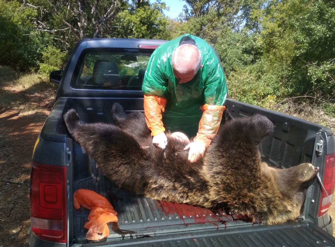 Νεκρή αρκούδα από πυροβολισμό στην Πρέσπα  