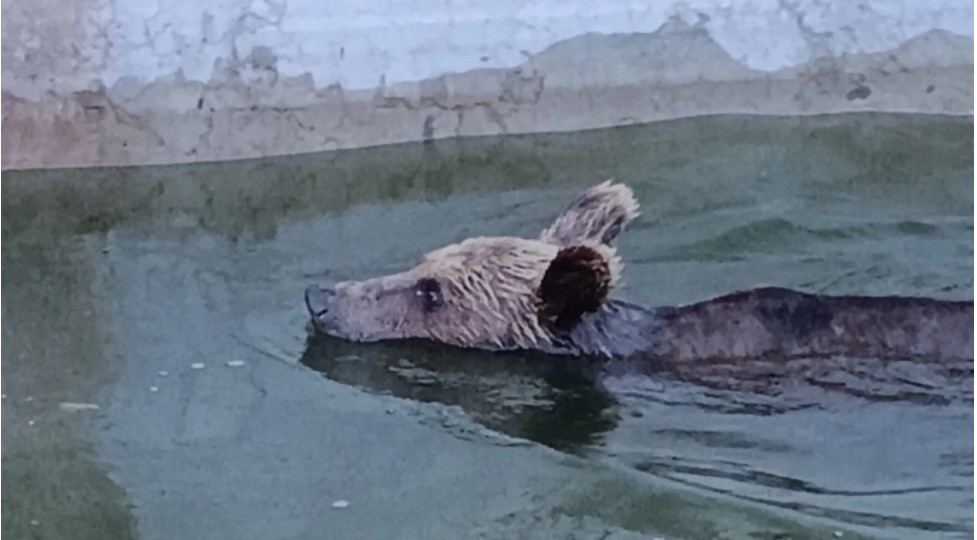 Ιωάννινα: Περιπέτεια για αρκούδα που εγκλωβίστηκε σε δεξαμενή, δείτε πώς την έβγαλαν