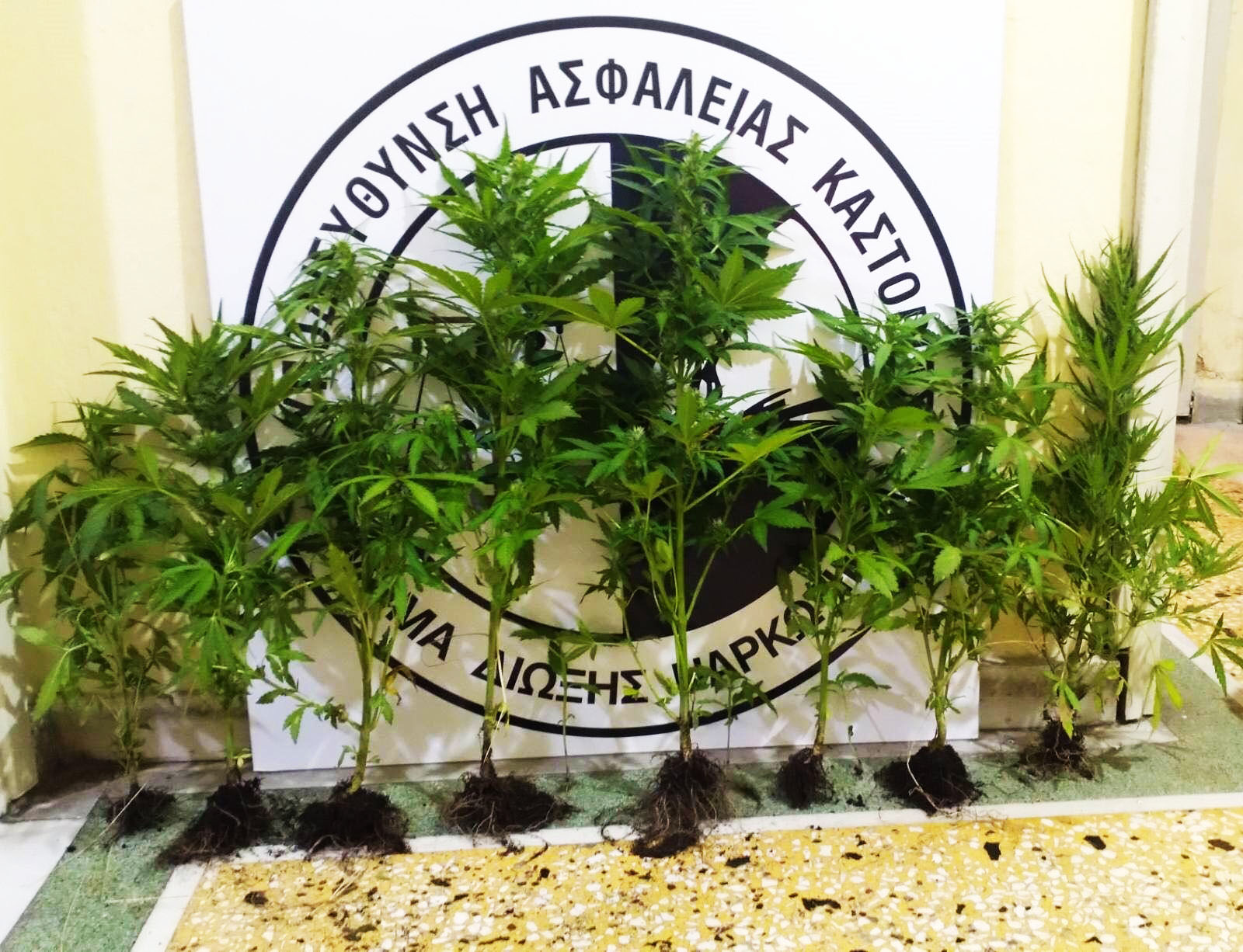 Συνελήφθη 41χρονος ημεδαπός για καλλιέργεια 12 δενδρυλλίων κάνναβης, σε περιοχές της Καστοριάς 