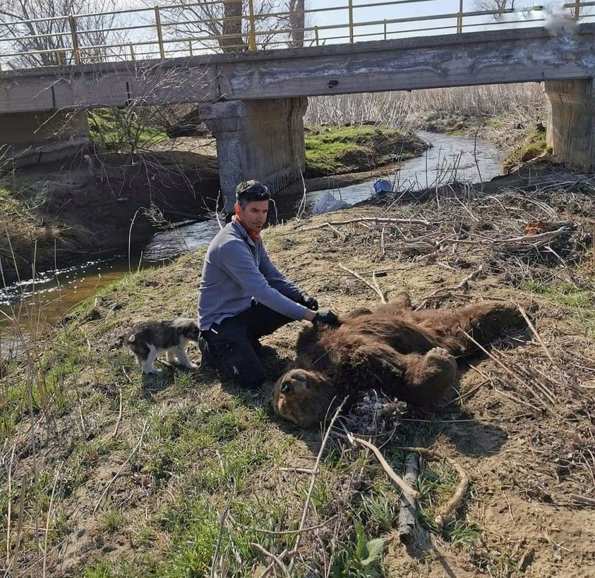 Νεκρή αρκούδα από πυροβολισμό   στο Λιμνοχώρι του Δήμου Αμυνταίου, πλησίον της λίμνης Ζάζαρης