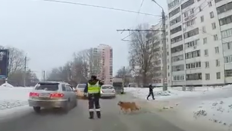  Αστυνομικός βοηθά ένα σκύλο να διασχίσει το δρόμο