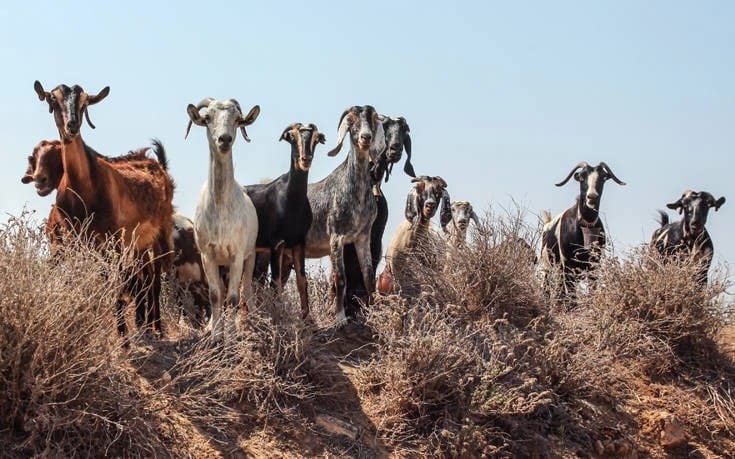 Κτηνοτρόφος στην Αναρράχη αναζητά είκοσι νεαρά κατσίκια που εξαφανίστηκαν απο το κοπάδι του