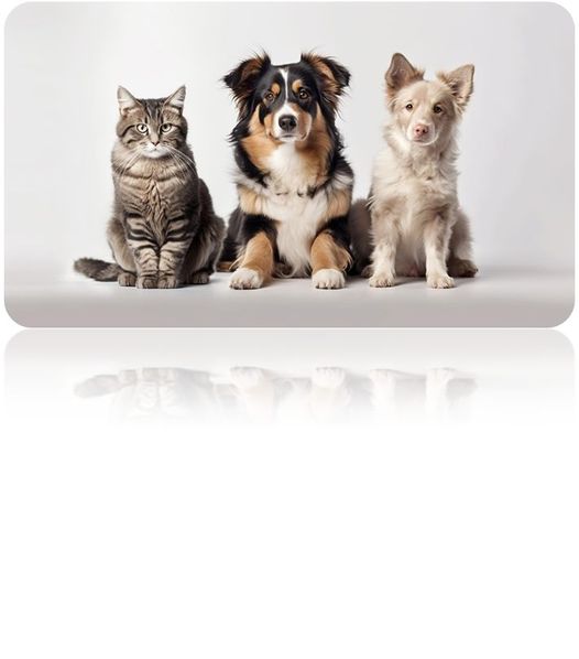 Διήμερο ΔΩΡΕΑΝ Υπηρεσιών για δεσποζόμενες γάτες και δεσποζόμενους σκύλους