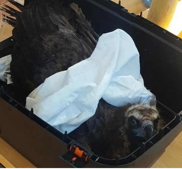 Δαδιά: Δηλητηρίασαν δώδεκα μαυρογύπες, νεκροί οι εννέα