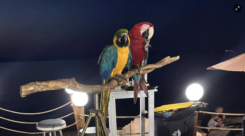 Χαλκιδική: Πρόστιμο €20.000 σε ιδιοκτήτη ξενοδοχείου που χρησιμοποιούσε παπαγάλους ως «κράχτες»