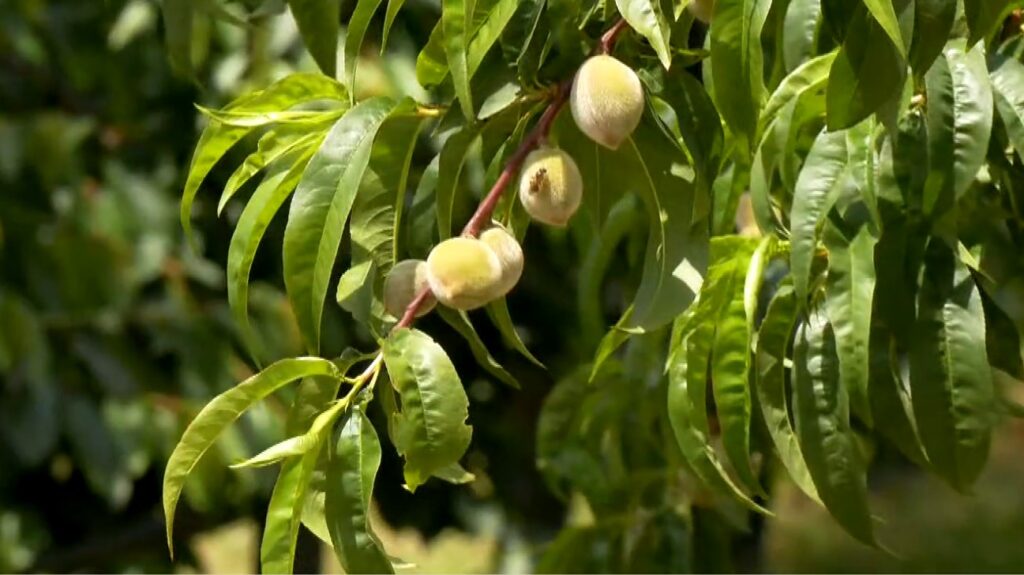 Σε απόγνωση οι δενδροκαλλιεργητές στην Εορδαία- Χωρίς ανθοφορία κερασιές, μηλιές και αμυγδαλιές