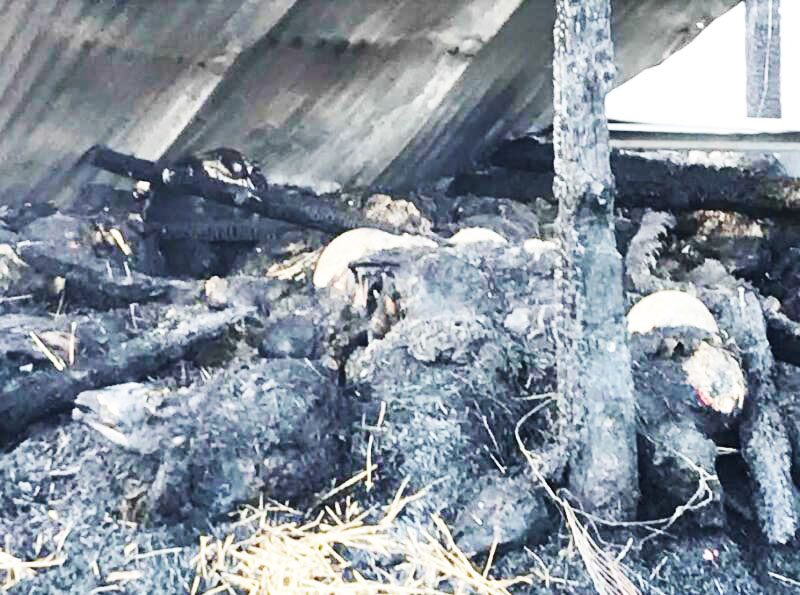 Καστοριά: Πυρκαγιά κατέστρεψε ολοσχερώς στους Αμπελόκηπους κτηνοτροφική μονάδα – Κάηκαν 250 ζώα (φωτογραφίες – βίντεο)