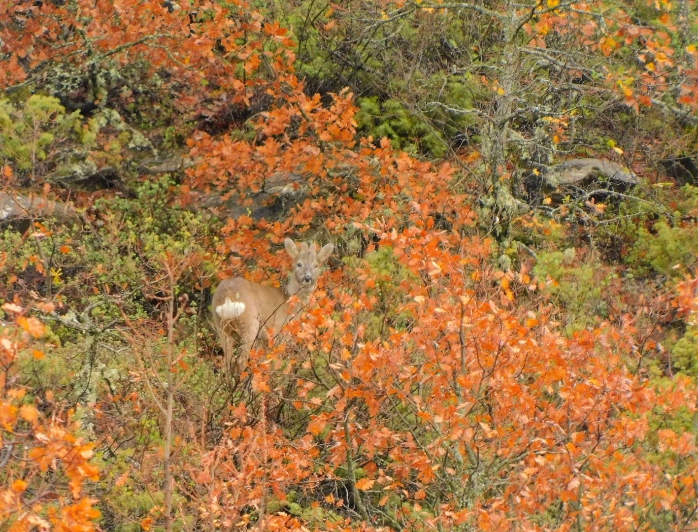 Γρεβενά: Πρωινή συνάντηση με Capreolus capreolus ( ζαρκάδι)