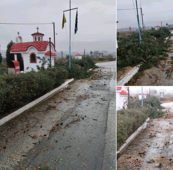 Δυσαρέσκεια του Πρόεδρου της Κοινότητας Ασβεστόπετρας για την κοπή πεύκων