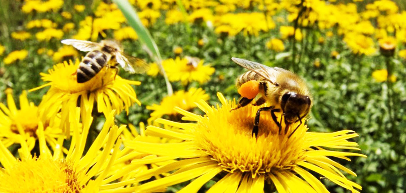 Ανάρτηση Μελισσοκομικός Σύλλογος ΠΕ Κοζάνης