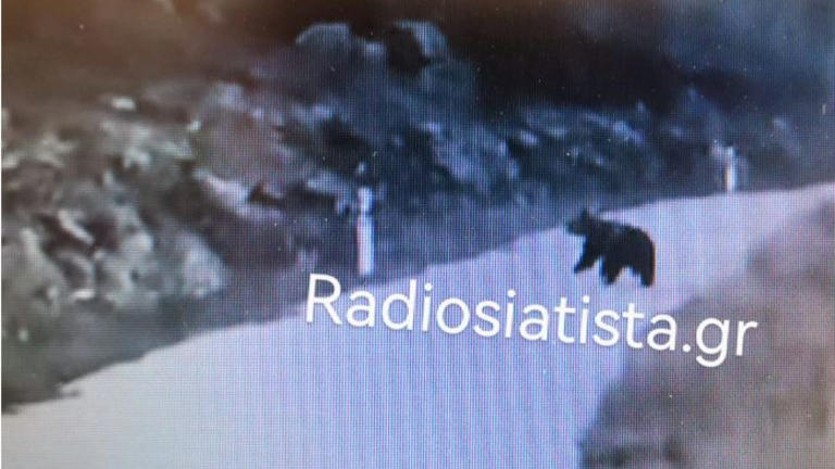 Αντιμέτωπος με 320 αρκούδες οδηγός λίγο έξω από τη Σιάτιστα Κοζάνης- Η απίστευτη αντίδρασή του- Βίντεο