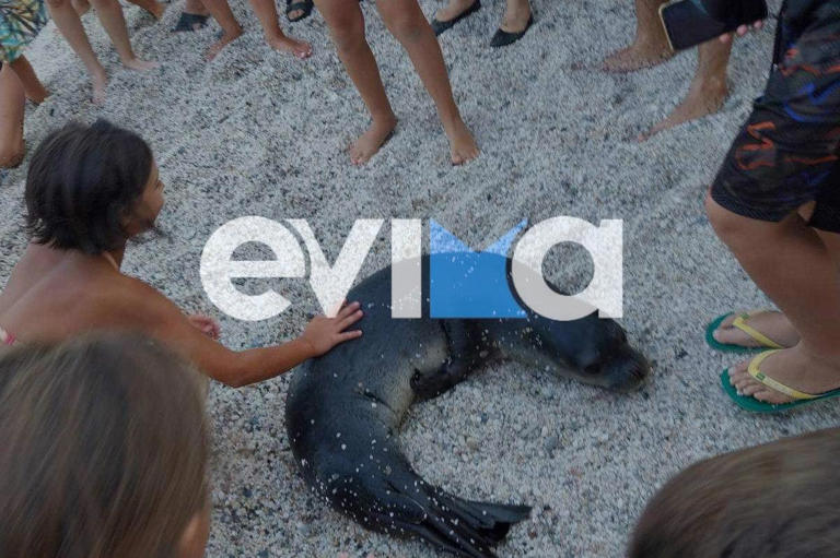 Εύβοια: Ένα μωρό φώκια εμφανίστηκε σε παραλία και έπαιξε με τους λουόμενους – ΦΩΤΟ