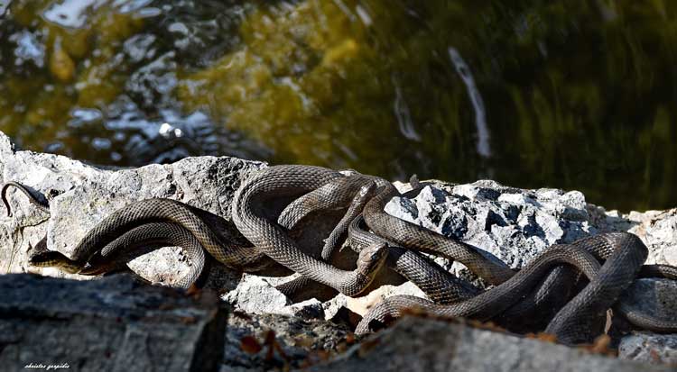 Καστοριά: Βγήκαν τα φίδια να λιαστούν