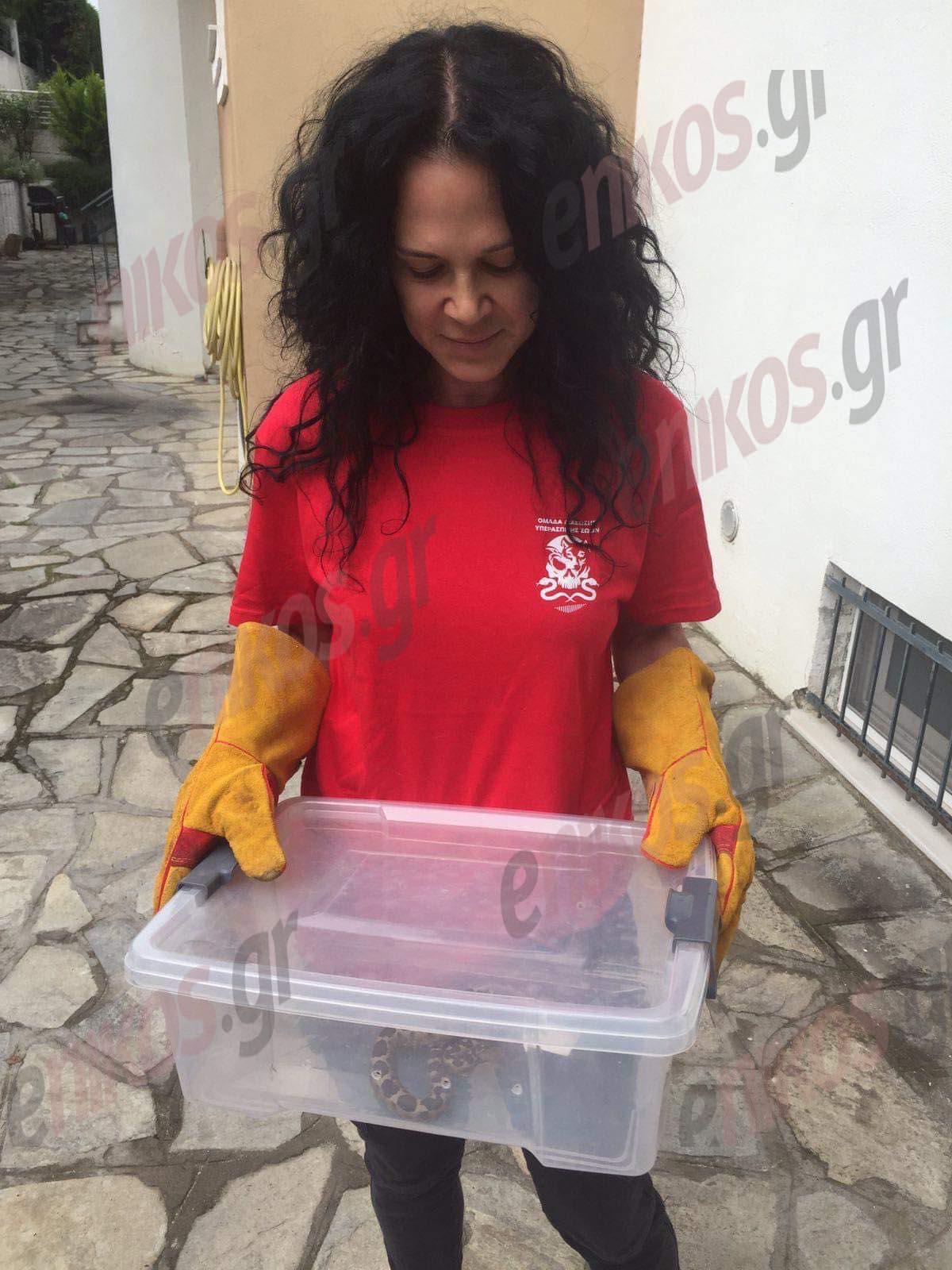 Νέο περιστατικό με οχιά στην Θεσσαλονίκη: Ήταν τυλιγμένη στο μπαλκόνι – Τι λέει εθελοντής 