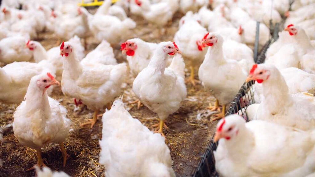 Γρίπη των πτηνών στην ΕΕ: Θανατώθηκαν 17,5 εκατομμύρια πτηνά μέσα σε τρεις μήνες!