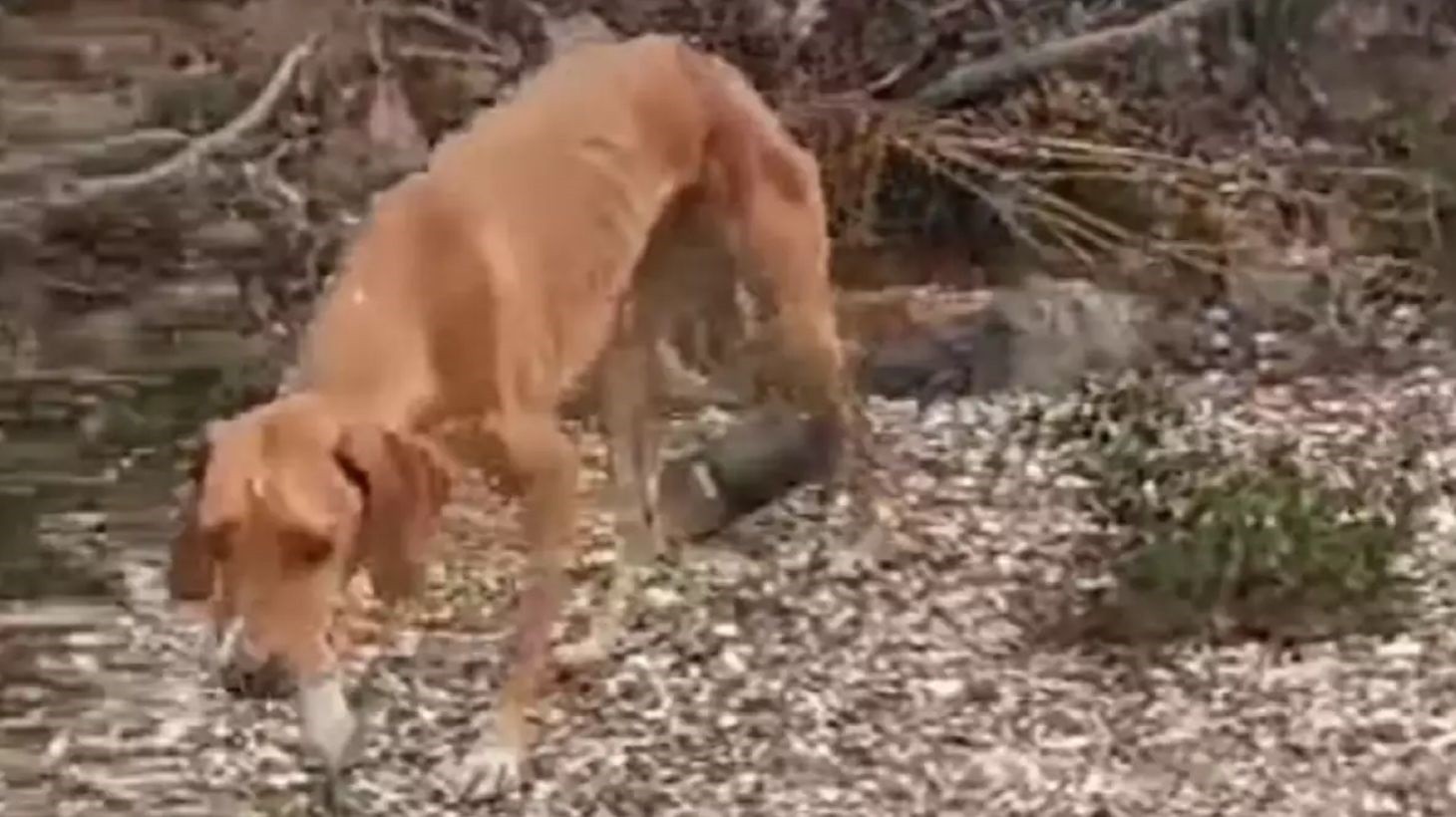 Κακοποίηση ζώου στη Χαλκιδική: Έδεσαν σύρμα στην κοιλιά σκύλου για να σέρνει τενεκεδάκι