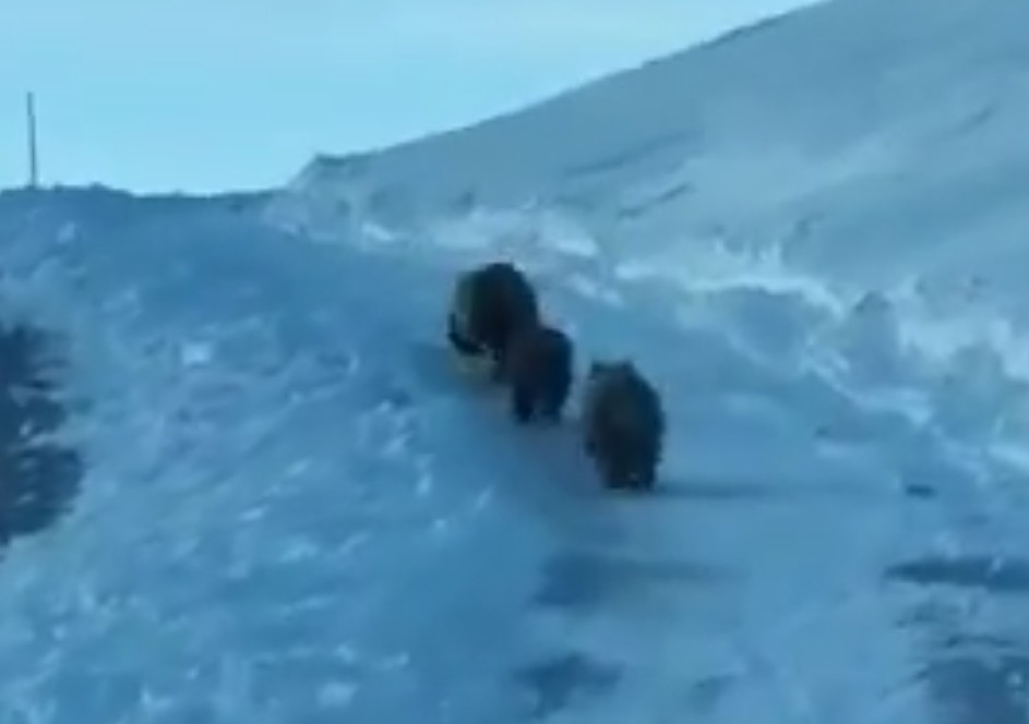 Παρέα από Αρκούδες στη Σιάτιστα απ’ ψηλά .. Video !!!