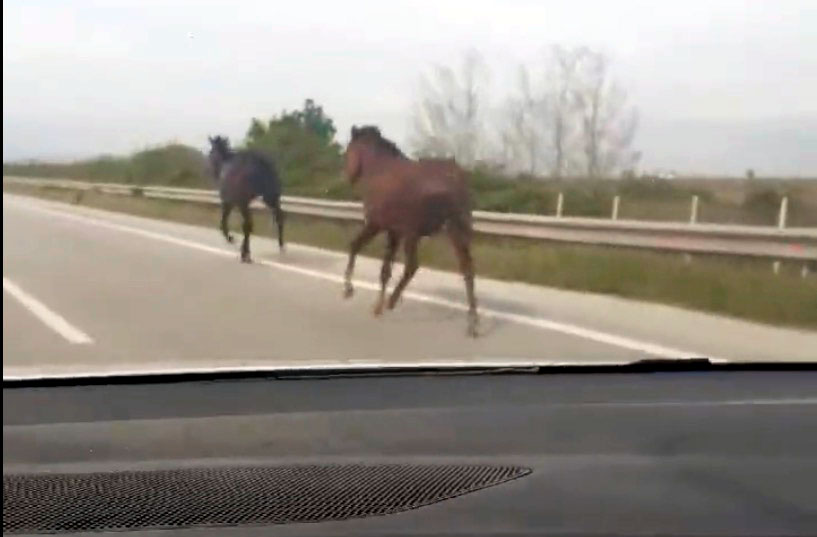 Εγνατία Οδός: Οδηγοί είδαν να… καλπάζουν μπροστά τους τρία άλογα!