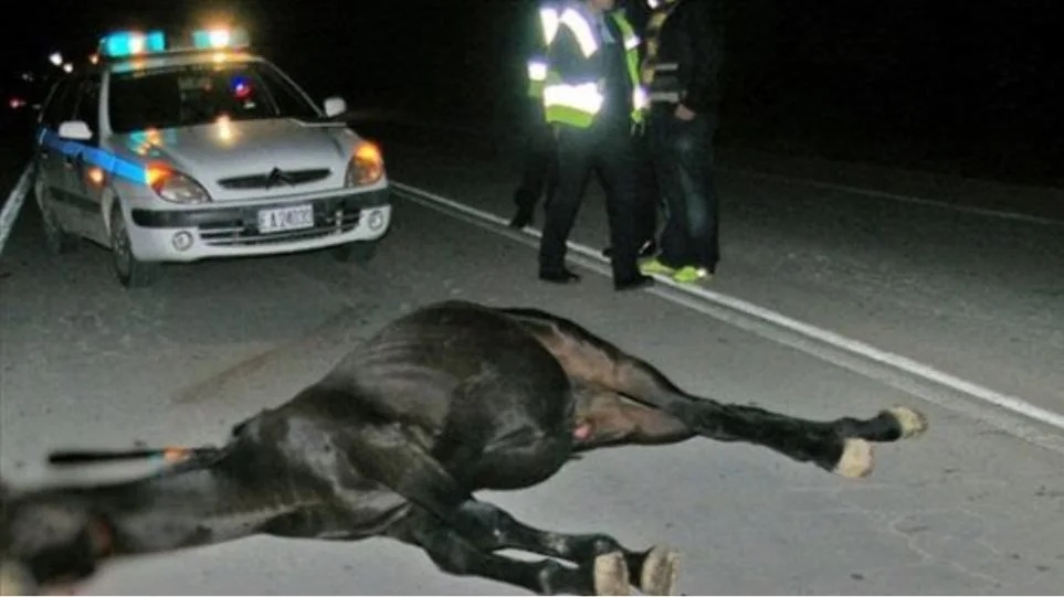 Κοζάνη: Tροχαίο με θύμα ένα άλογο σε αυτοκινητόδρομο