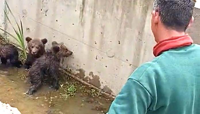 Απεγκλώβισαν τρία αρκουδάκια στη Φλώρινα – Παρούσα και η μαμά αρκούδα