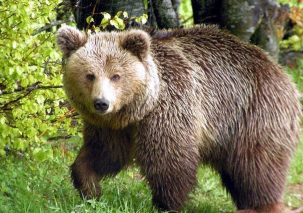 Καστοριά: Αρκούδα «ρήμαξε» πτηνοτροφική μονάδα στην Κλεισούρα