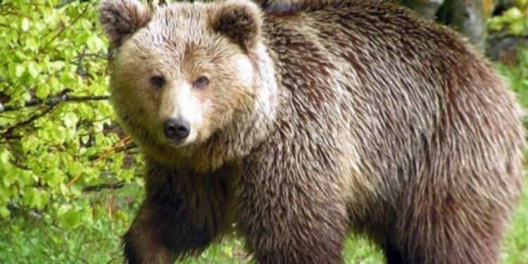 Αρκούδα εισήλθε στο χώρο του νεκροταφείου του χωριού Ασπροκκλησιά και ξέθαψε έναν νεκρό, ο οποίος είχε ταφεί πρόσφατα εκεί.