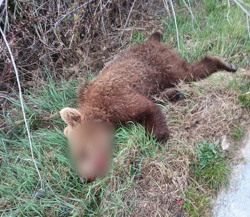 Τροχαίο με νεκρό αρκουδάκι έξω από το Δροσερό Εορδαίας