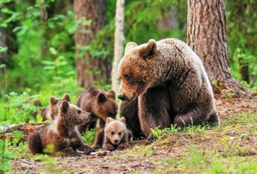 Κυνηγετικός Σύλλογος Κοζάνης (FB) - Επίθεση αρκούδας στον Αυγερινό Κοζάνης