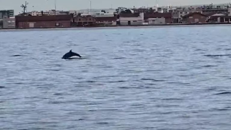 Θεσσαλονίκη: Πρωινή βόλτα δελφινιών στον Θερμαϊκό