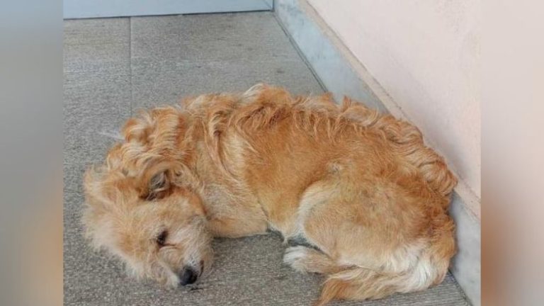Ο Χάτσικο των Τρικάλων: Σκύλος περιμένει έξω από το νοσοκομείο τον ιδιοκτήτη του που έχει πεθάνει