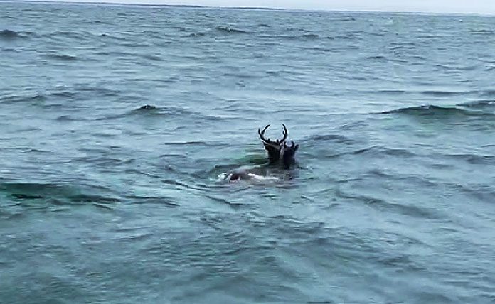Ελάφια βρέθηκαν να κολυμπούν στον Ατλαντικό Ωκεανό – Βίντεο