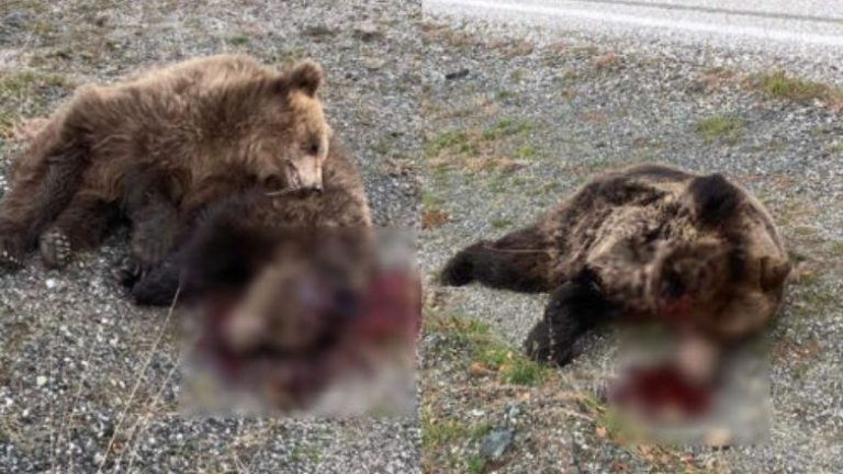 Αποτρόπαιο περιστατικό στα Ιωάννινα: Νεκρές αρκούδες από πυροβολισμούς πάνω στην Εθνική Οδό