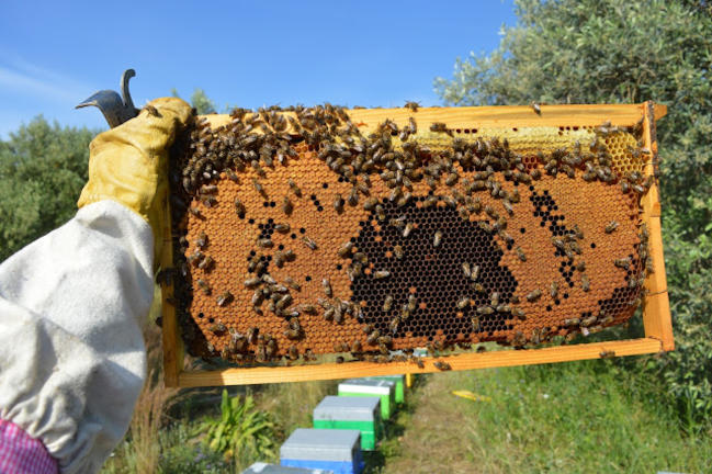 Πρόσκληση σε ταχύρρυθμες εκπαιδεύσεις μελισσοκόμων έτους 2024
