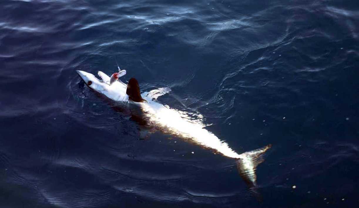  Αλιείς έπιασαν καρχαρία μάκο στη Θάσο. Τον απελευθέρωσαν αμέσως στη θάλασσα [φωτογραφία]