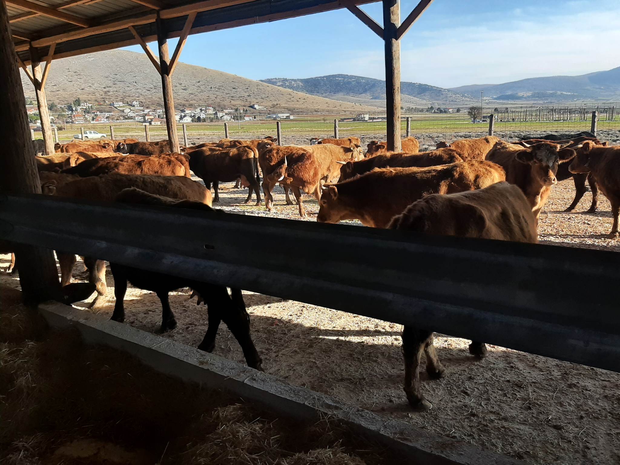     Μειώνουν την παραγωγή λόγω ακρίβειας οι κτηνοτρόφοι στην Κοζάνη – Ζητούν μείωση του κόστους παραγωγής