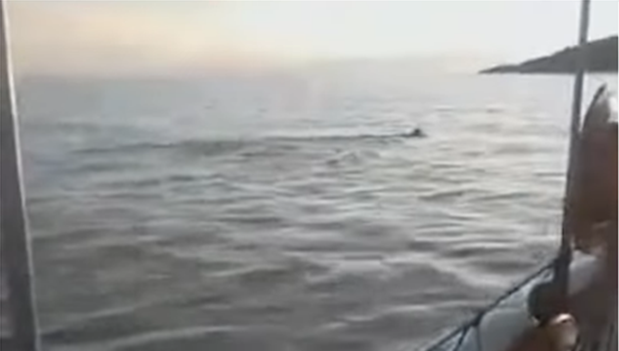 Εντοπίστηκε θαλάσσιος λύκος στην Μαγνησία - Κολυμπούσε για να βρει βοσκοτόπι 