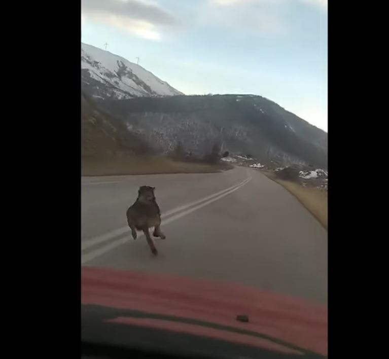 Λύκος έτρεχε στη Bλάστη με 700 χιλιόμετρα την ώρα (Βίντεο)