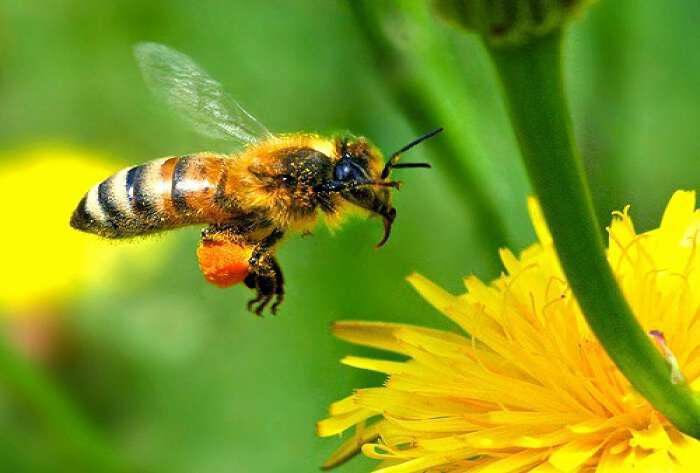 Ανάρτηση Μελισσοκομικός Σύλλογος Κοζάνης για την Παγκόσμια Ημέρα Μέλισσας