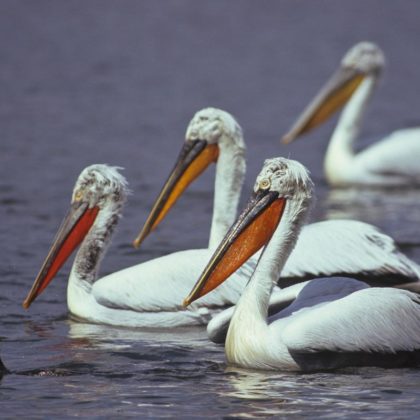 pelican-420x420.jpg