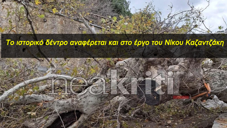 Κρήτη (Βίντεο): Έπεσε ο μεγάλος κορμός από τον γηραιότερο πλάτανο της Ευρώπης