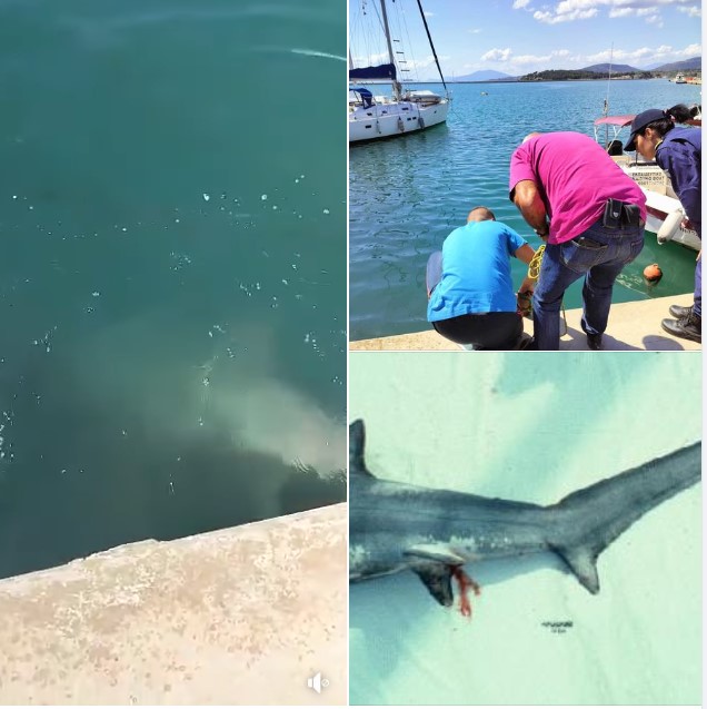 Βόλος: Καρχαρίας «αλεπού» μήκους 3,5 μέτρων εγκλωβίστηκε σε αγωγό