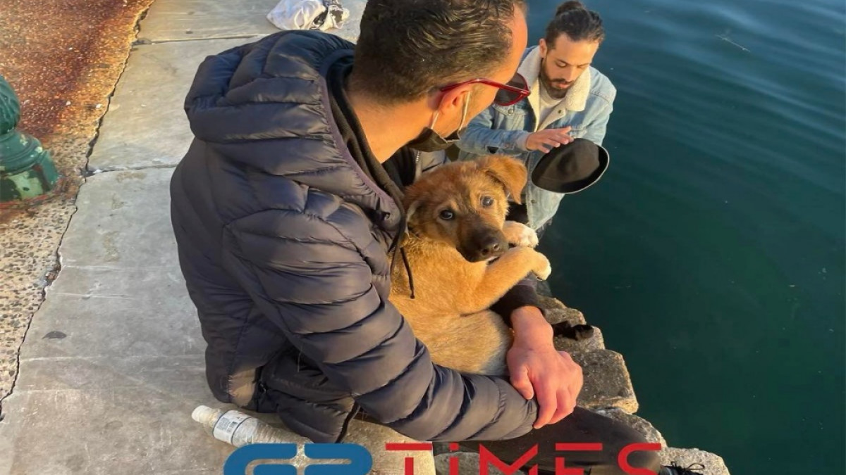 Θεσσαλονίκη: Βούτηξε στον Θερμαϊκό για να σώσει σκυλάκι!   Πηγή: https://www.skai.gr/news/greece/thessaloniki-voutikse-ston-thermaiko-gia-na-sosei-skylaki Follow us: @skaigr on Twitter | skaigr on Facebook | @skaigr on Instagram