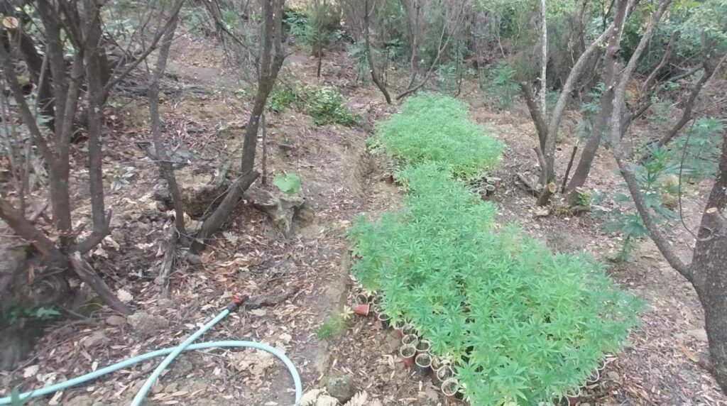 Φυτεία με 958 δενδρύλλια κάνναβης εντοπίστηκε σε δύσβατη περιοχή της Κοζάνης
