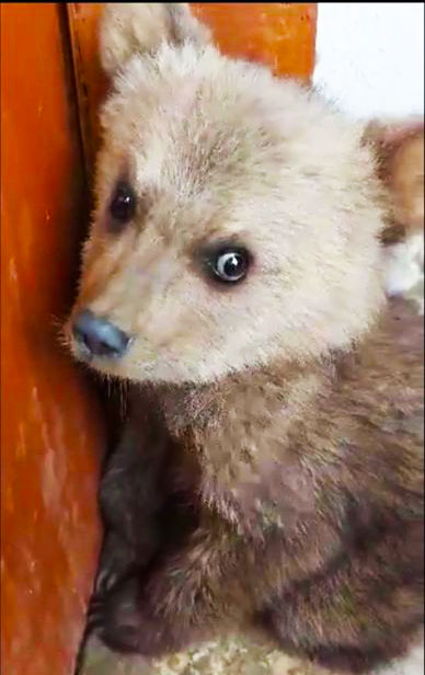   Φλώρινα: Παράξενος ταξιδιώτης, στον Πολυπόταμο ένα  χαριτωμένο μικρό αρκουδάκι