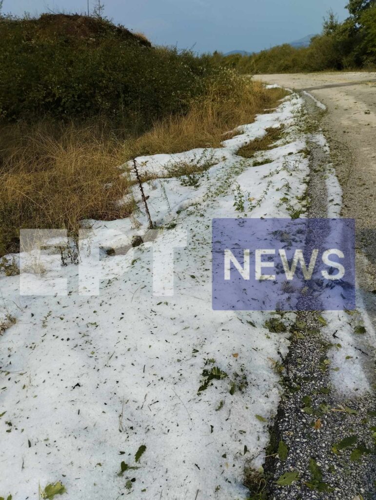Καστοριά: Ολική καταστροφή στις καλλιέργειες φασολιών προκάλεσε έντονη χαλαζόπτωση (φωτό-βίντεο)
