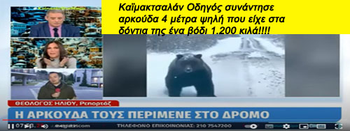 Καϊμακτσαλάν Οδηγός συνάντησε αρκούδα 4 μέτρα ψηλή που είχε στα δόντια της ένα βόδι 1.200 κιλά!!!!